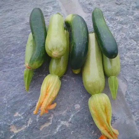 בית נופש Gaia Vacation *