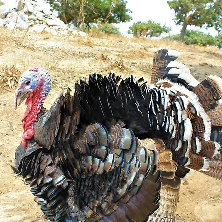 Gaia Vacation Vakantiehuis Agia Mavra