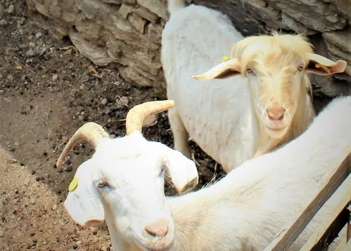 Gaia Vacation Agia Mavra