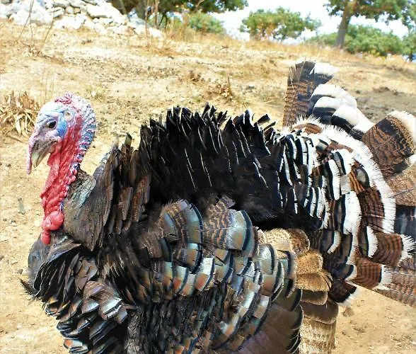 Gaia Vacation Сasa de vacaciones Agia Mavra